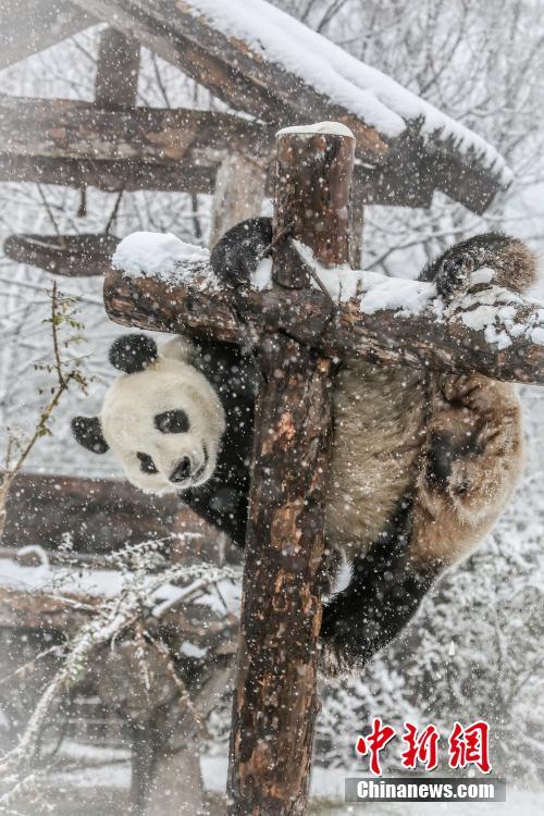 Pandas brincam com neve em Jinan