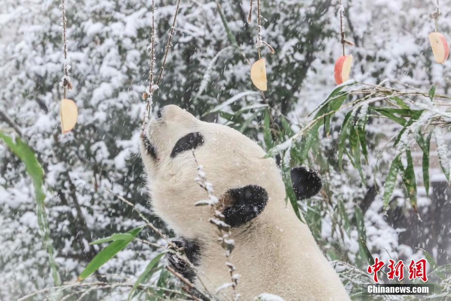 Pandas brincam com neve em Jinan