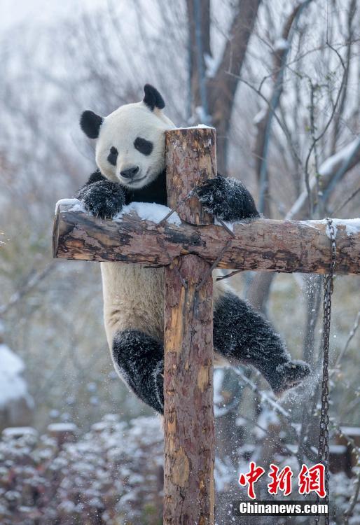 Pandas brincam com neve em Jinan