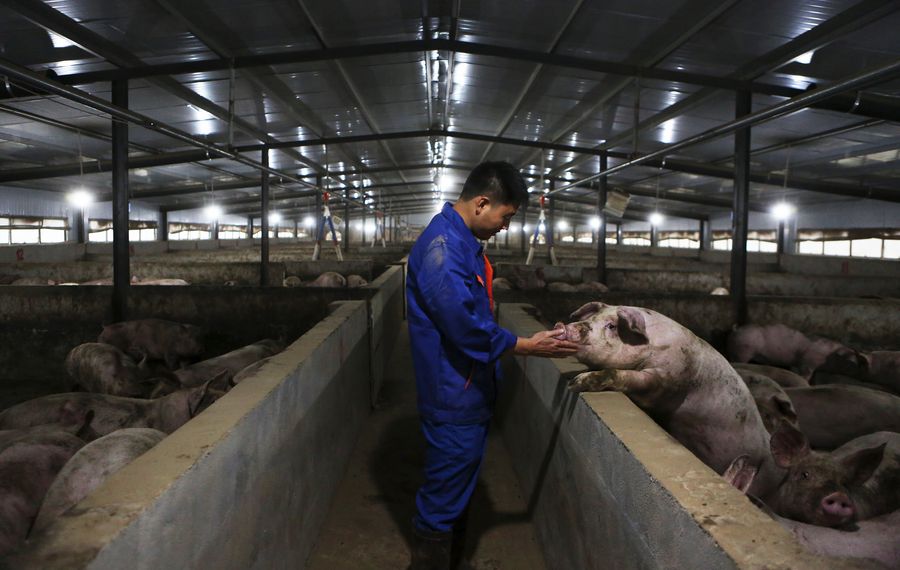 Rebanho suíno da China se recupera em dezembro