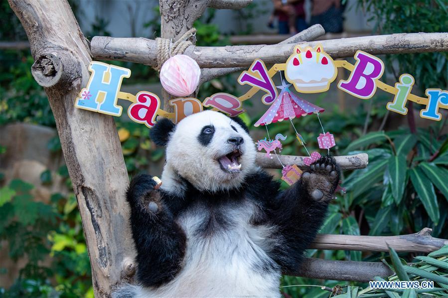 Panda Gigante Yi Yi celebra o segundo aniversário na Malásia