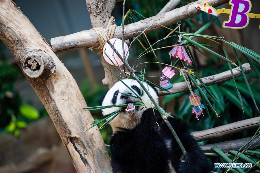 Panda Gigante Yi Yi celebra o segundo aniversário na Malásia