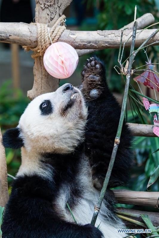 Panda Gigante Yi Yi celebra o segundo aniversário na Malásia