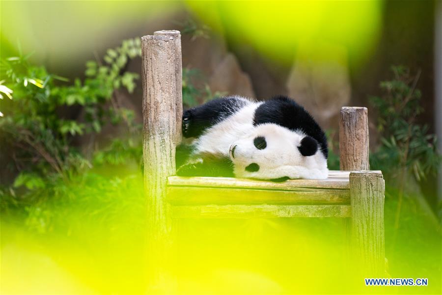 Panda Gigante Yi Yi celebra o segundo aniversário na Malásia