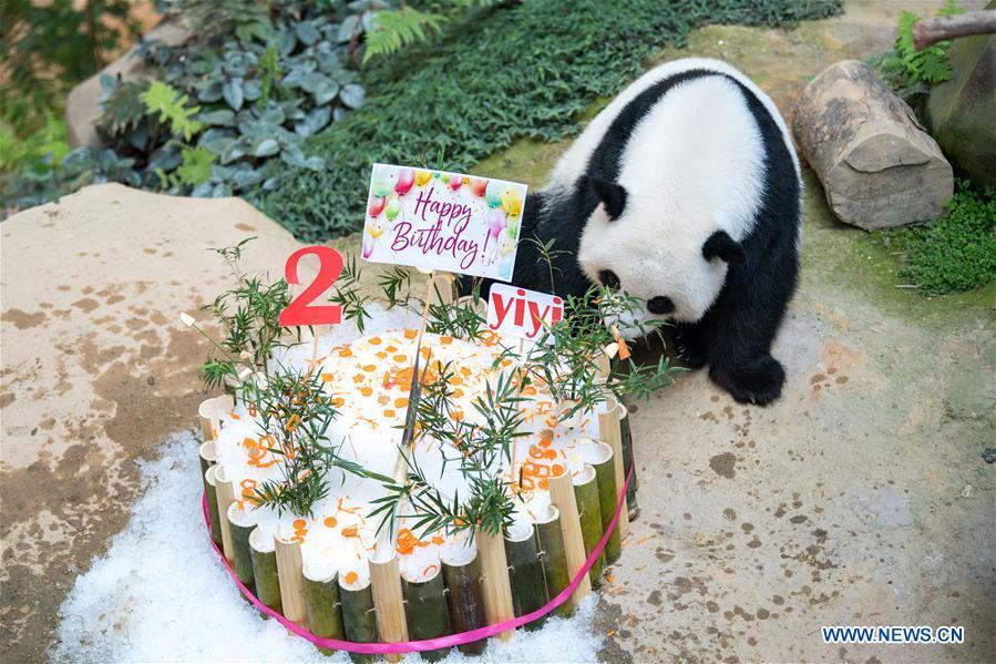 Panda Gigante Yi Yi celebra o segundo aniversário na Malásia