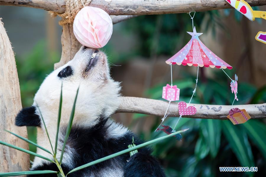 Panda Gigante Yi Yi celebra o segundo aniversário na Malásia