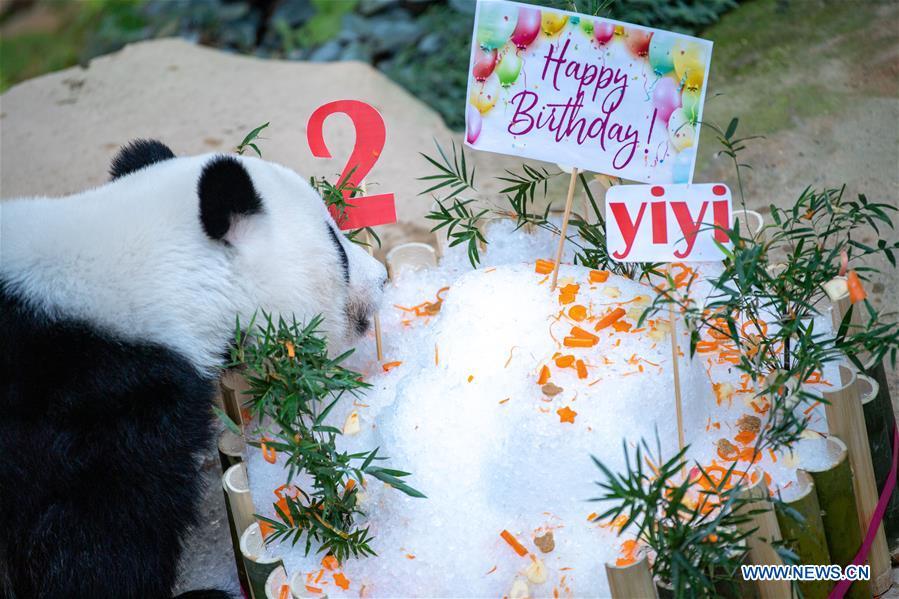 Panda Gigante Yi Yi celebra o segundo aniversário na Malásia