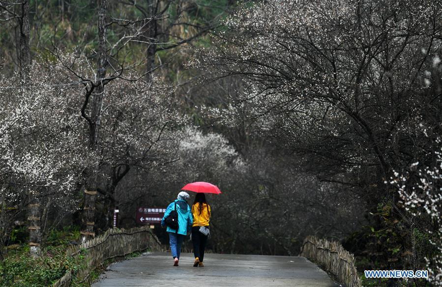 Flores de ameixa atraem milhares de visitantes em Guizhou