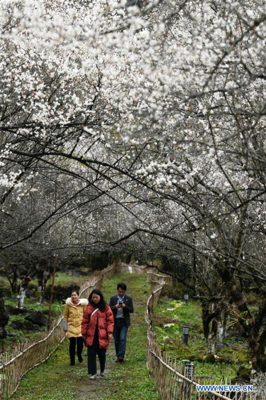 Flores de ameixa atraem milhares de visitantes em Guizhou