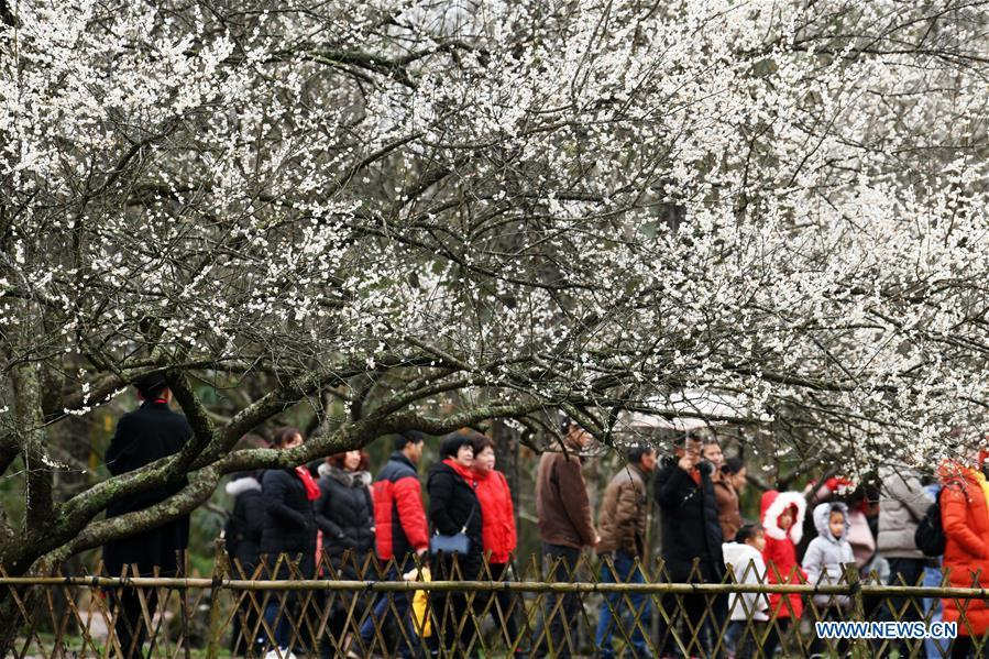 Flores de ameixa atraem milhares de visitantes em Guizhou