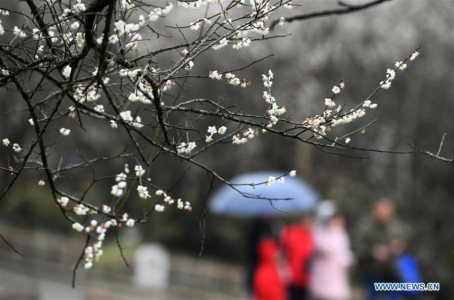 Flores de ameixa atraem milhares de visitantes em Guizhou