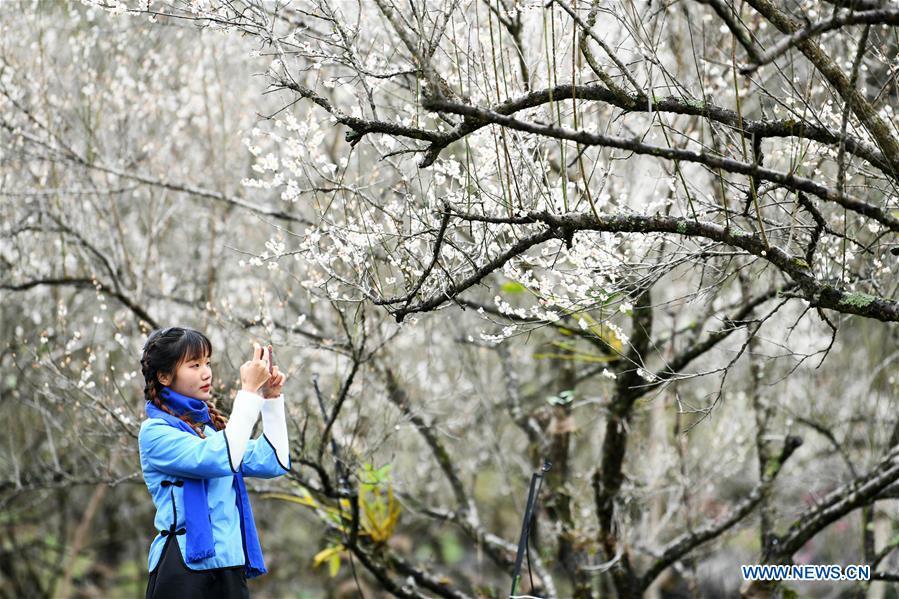 Flores de ameixa atraem milhares de visitantes em Guizhou