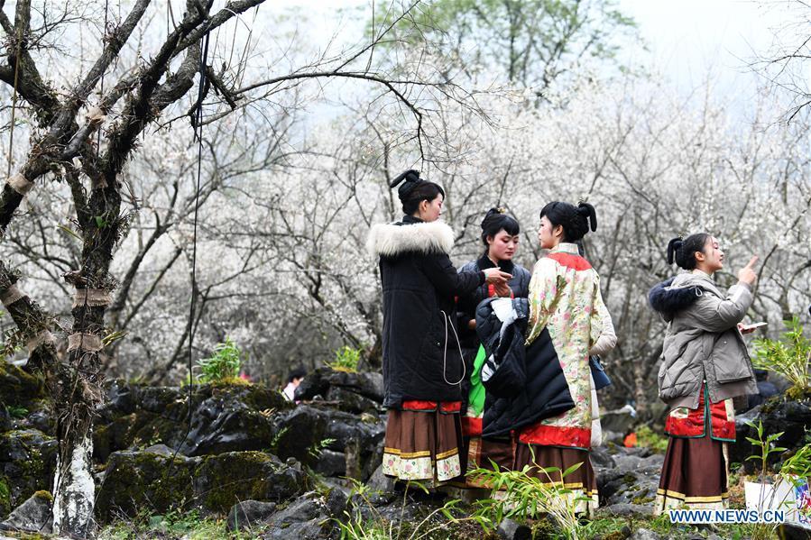 Flores de ameixa atraem milhares de visitantes em Guizhou