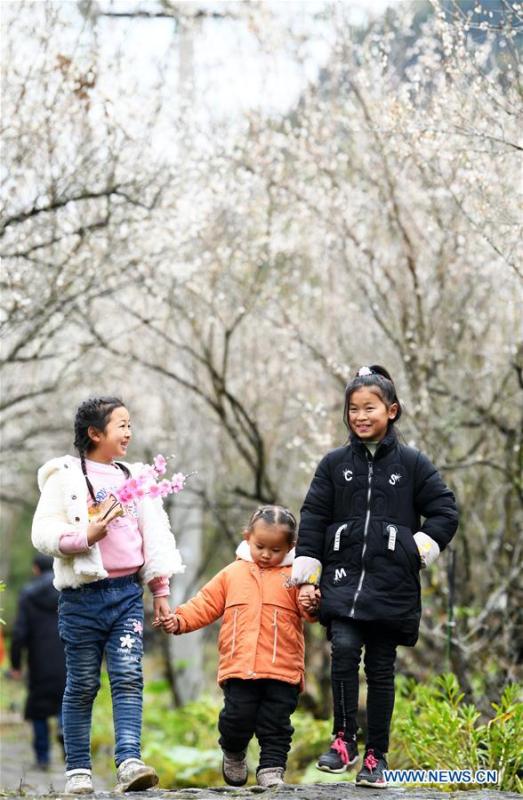 Flores de ameixa atraem milhares de visitantes em Guizhou