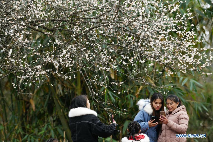 Flores de ameixa atraem milhares de visitantes em Guizhou