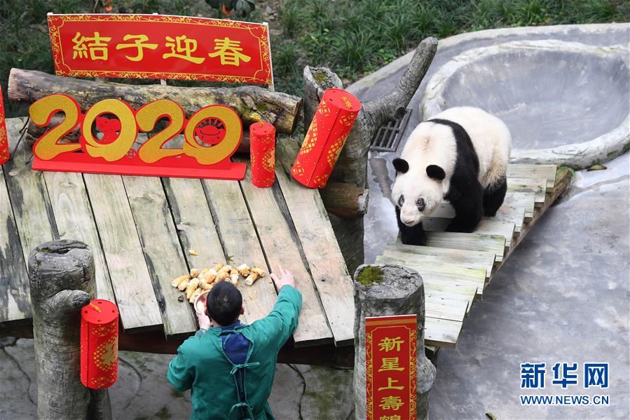 Panda gigante mais velha do mundo em cativeiro celebra Festival da Primavera