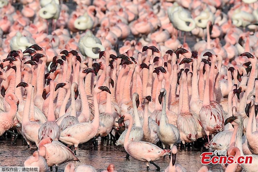 Milhares de flamingos pintando Navi Mumbai rosa