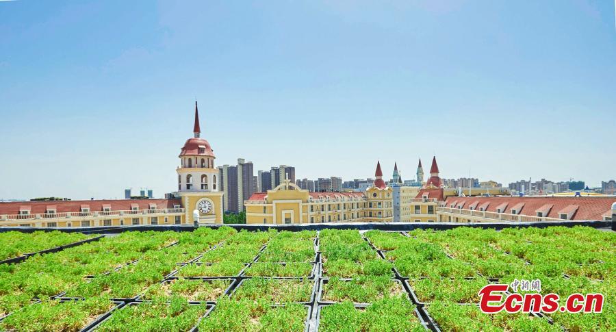 Galeria: Jardins de terraço montados na escola em Zhengzhou