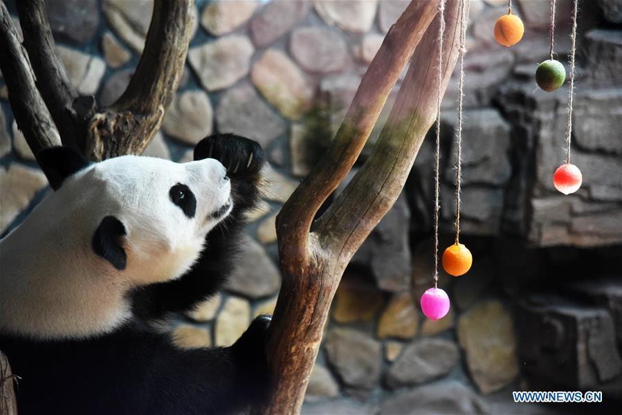 Zoo de Jinan prepara sala com ar-condicionado para panda gigante 