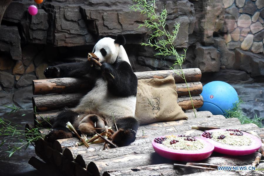 Zoo de Jinan prepara sala com ar-condicionado para panda gigante 