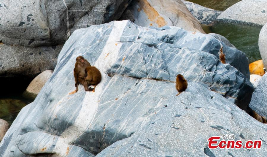 Macacos Assameses têm uma festa ao longo do rio em Yunnan