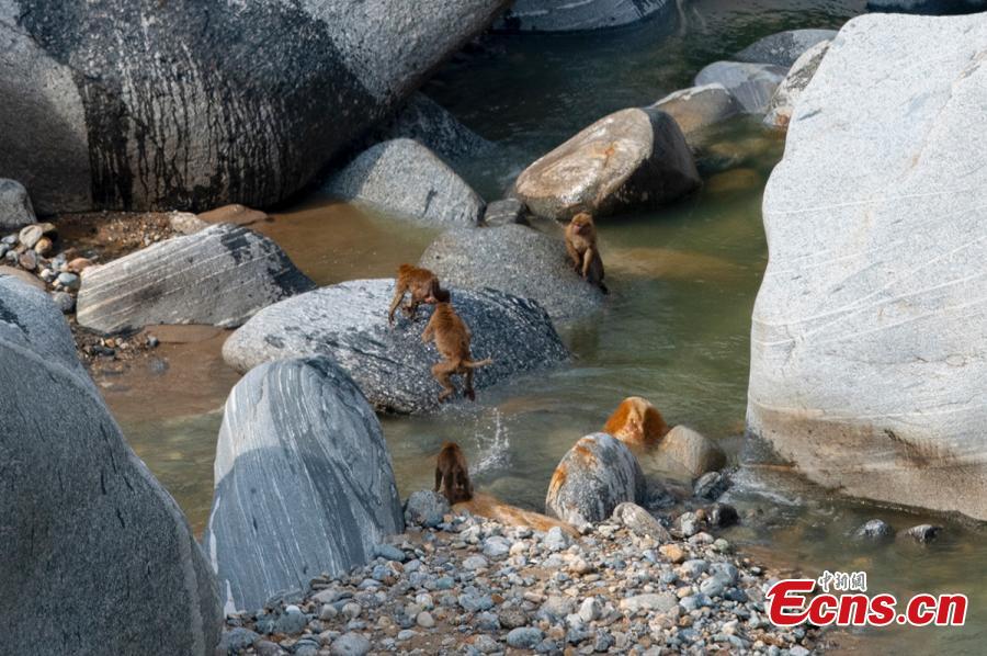 Macacos Assameses têm uma festa ao longo do rio em Yunnan