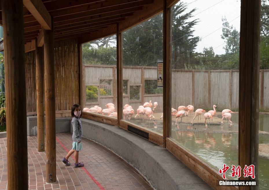 EUA: Zoológico de São Francisco reabre 