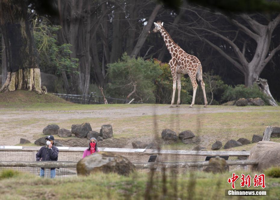 EUA: Zoológico de São Francisco reabre 