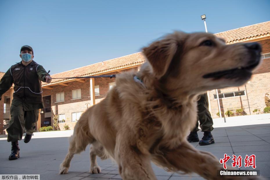 Chile: Cães policiais são treinados para detectar o coronavírus pelo suor das pessoas