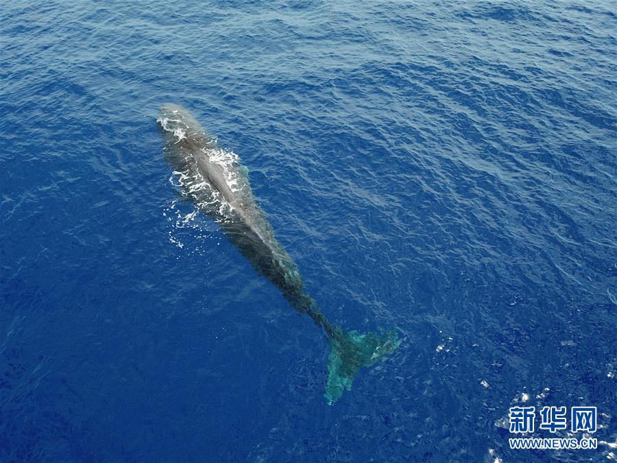 Pesquisadores descobrem grupos de cachalotes duas vezes no Mar da China Meridional