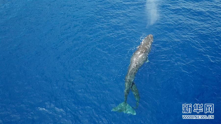 Pesquisadores descobrem grupos de cachalotes duas vezes no Mar da China Meridional