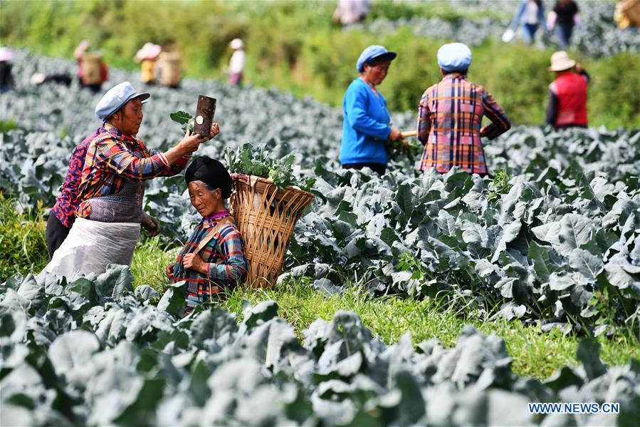 Galeria: Weining desenvolve indústria de cultivo de hortaliças para aumentar as oportunidades de emprego