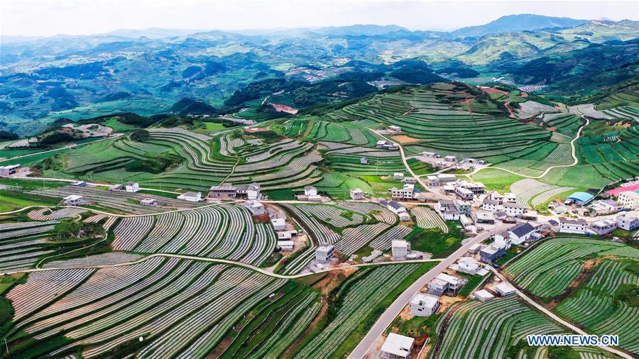 Galeria: Weining desenvolve indústria de cultivo de hortaliças para aumentar as oportunidades de emprego