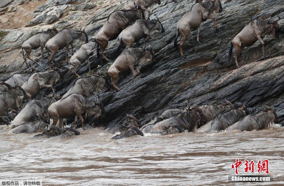 Migração de gnus masai mara no Quênia