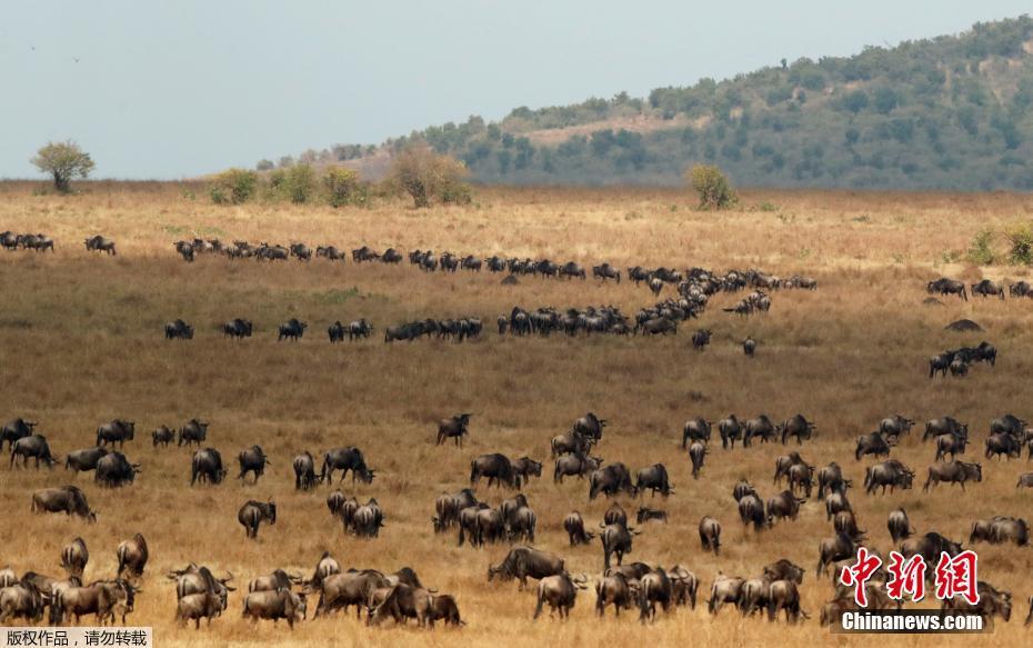 Migração de gnus masai mara no Quênia