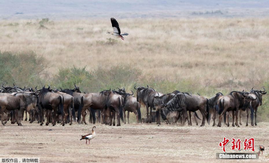 Migração de gnus masai mara no Quênia