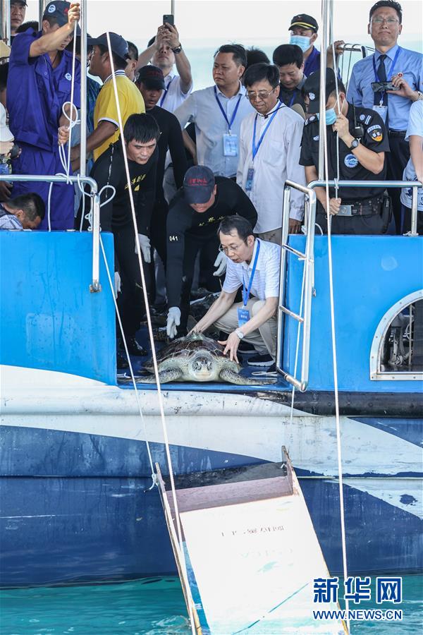 Tartarugas marinhas são devolvidas ao mar em Hainan