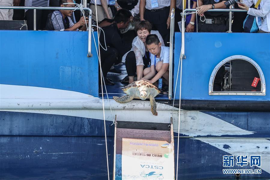 Tartarugas marinhas são devolvidas ao mar em Hainan