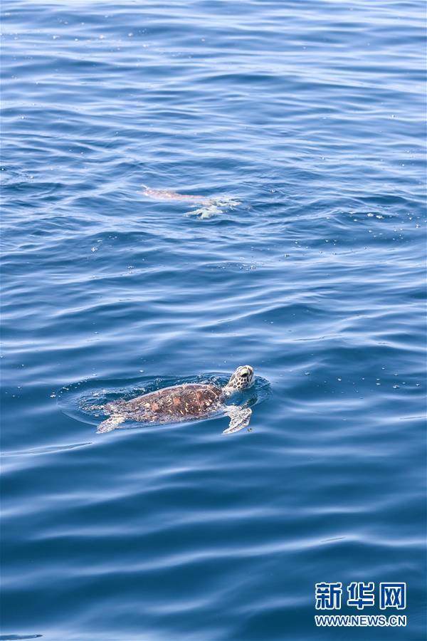 Tartarugas marinhas são devolvidas ao mar em Hainan