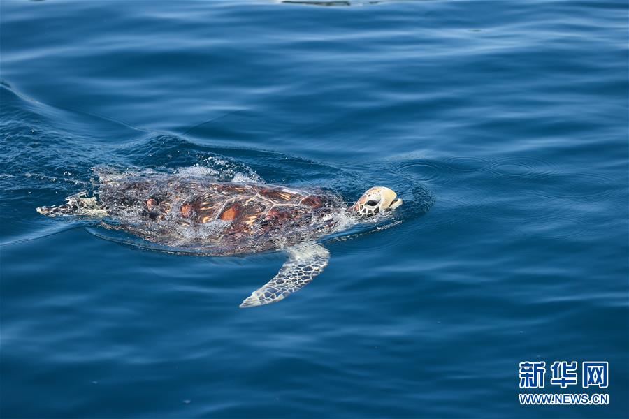 Tartarugas marinhas são devolvidas ao mar em Hainan