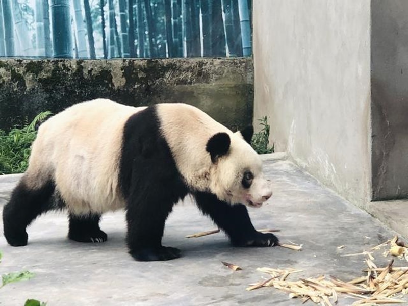 Panda gigante cativo mais velho do mundo celebra 38º aniversário