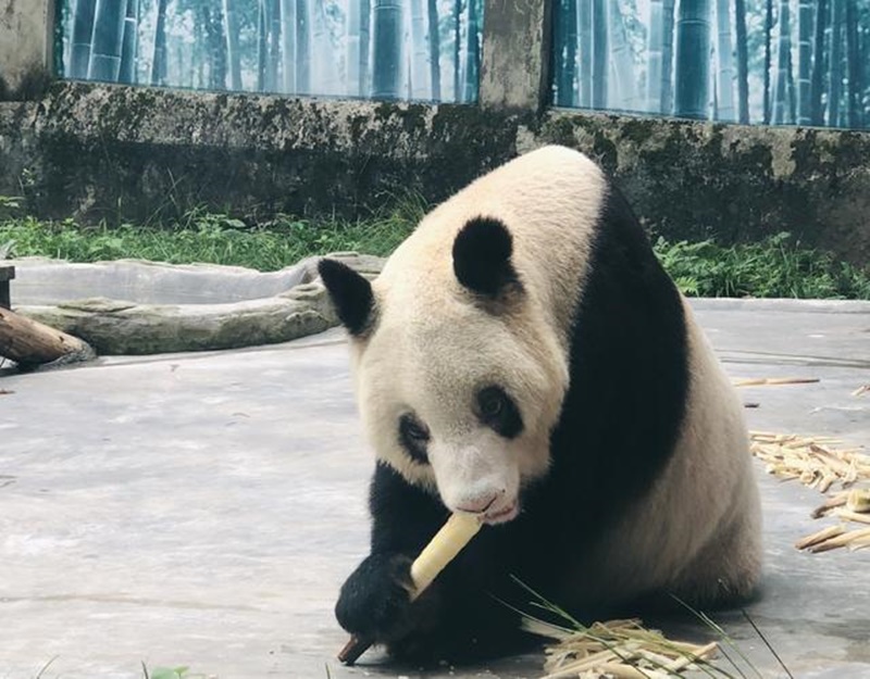 Panda gigante cativo mais velho do mundo celebra 38º aniversário