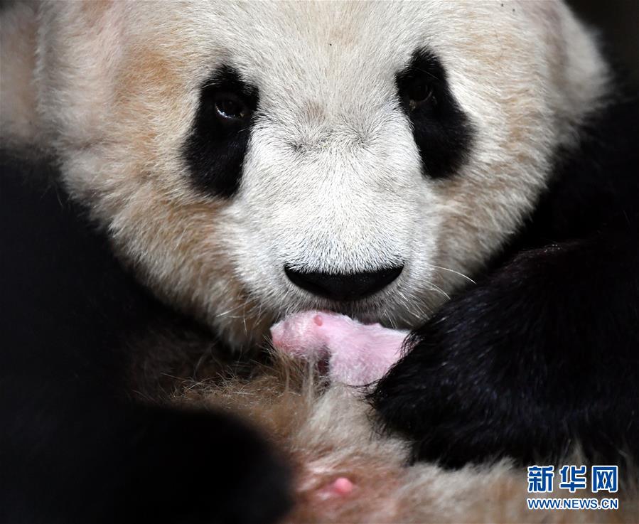 Nascimento do primeiro bebê panda gigante de Qinling em 2020 marca 