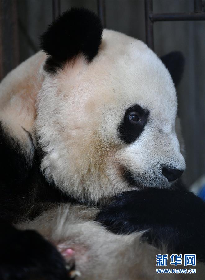 Nascimento do primeiro bebê panda gigante de Qinling em 2020 marca 