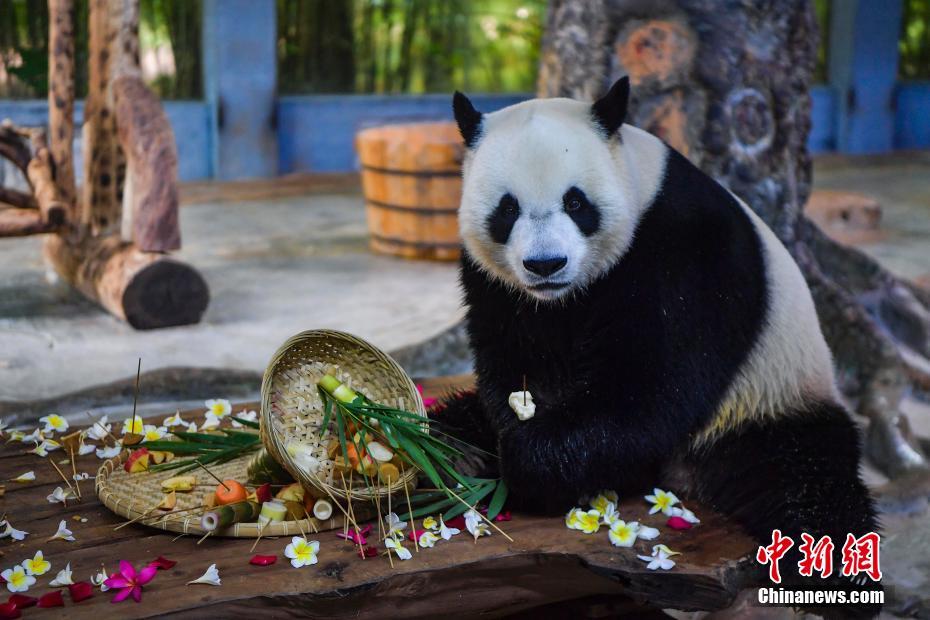 Irmãos pandas gigantes 