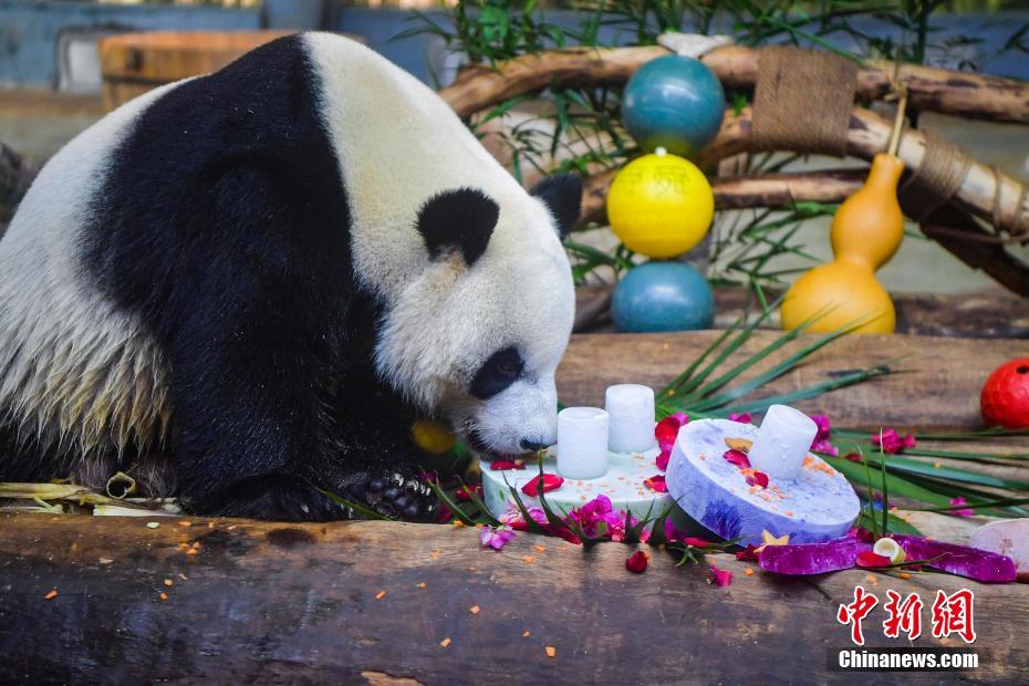 Irmãos pandas gigantes 