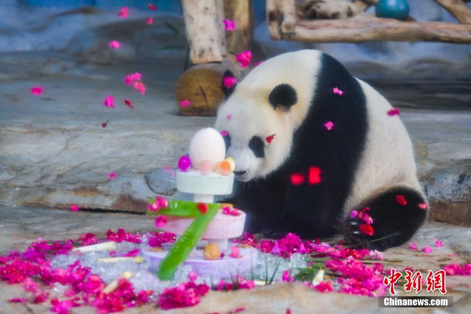 Irmãos pandas gigantes 