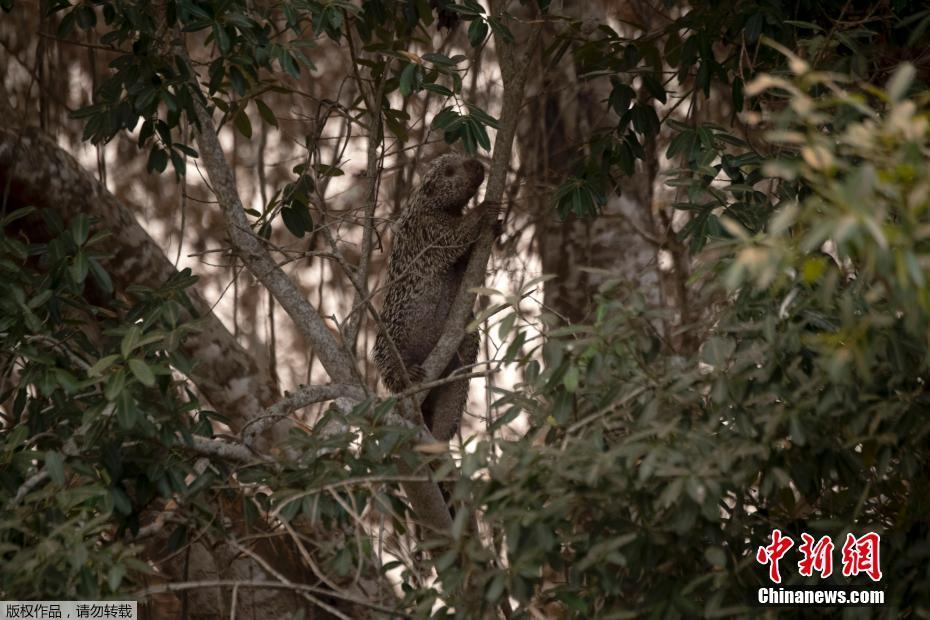 A maior área húmida no mundo tem recorde de incêndio, ameaçando espécies em extinsão