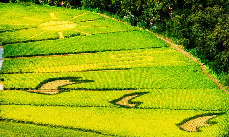 Galeria: arrozal colorido em Yunnan desperta atenção de curiosos

