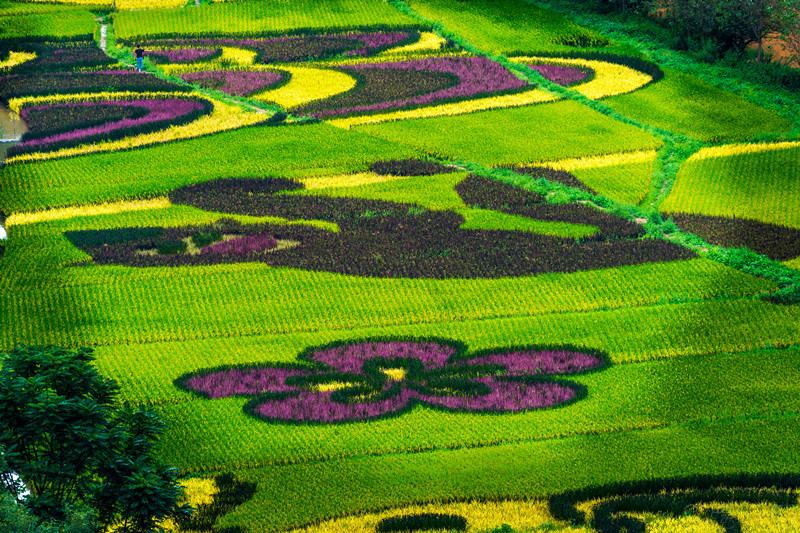 Galeria: arrozal colorido em Yunnan desperta atenção de curiosos

